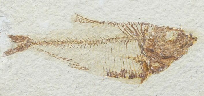 Bargain, Diplomystus Fossil Fish - Wyoming #67932